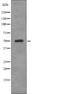 AP2M1 antibody, abx148222, Abbexa, Western Blot image 