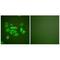 Keratin 10 antibody, MBS9407148, MyBioSource, Immunofluorescence image 