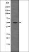 Serine/Threonine Kinase 24 antibody, orb335841, Biorbyt, Western Blot image 