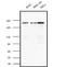 IQ Motif Containing GTPase Activating Protein 1 antibody, 33-8900, Invitrogen Antibodies, Western Blot image 