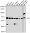 CGAS antibody, GTX02874, GeneTex, Western Blot image 