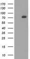 SAM And HD Domain Containing Deoxynucleoside Triphosphate Triphosphohydrolase 1 antibody, TA502050, Origene, Western Blot image 