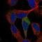 Tumor Protein P53 Inducible Nuclear Protein 1 antibody, NBP1-85108, Novus Biologicals, Immunocytochemistry image 