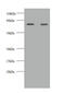 Kininogen 1 antibody, CSB-PA14647A0Rb, Cusabio, Western Blot image 