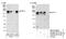 Kinesin Family Member 14 antibody, NB110-40678, Novus Biologicals, Western Blot image 