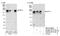 Kinesin-like protein KIF14 antibody, NB110-40678, Novus Biologicals, Western Blot image 