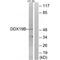 DEAD-Box Helicase 19B antibody, PA5-49987, Invitrogen Antibodies, Western Blot image 