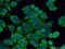 Growth hormone-inducible transmembrane protein antibody, 16296-1-AP, Proteintech Group, Immunofluorescence image 