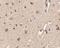 Autophagy Related 12 antibody, NBP1-76860, Novus Biologicals, Immunohistochemistry paraffin image 