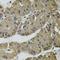 Interleukin 33 antibody, LS-C747700, Lifespan Biosciences, Immunohistochemistry frozen image 