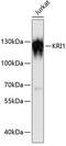 KRI1 Homolog antibody, 15-248, ProSci, Western Blot image 