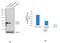 SET And MYND Domain Containing 3 antibody, 711549, Invitrogen Antibodies, Western Blot image 