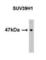 Suppressor Of Variegation 3-9 Homolog 1 antibody, abx025167, Abbexa, Western Blot image 