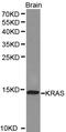 KRAS Proto-Oncogene, GTPase antibody, LS-C192451, Lifespan Biosciences, Western Blot image 