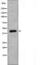 mRNA-decapping enzyme 1A antibody, orb225995, Biorbyt, Western Blot image 