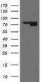 Mitochondrial Intermediate Peptidase antibody, NBP2-45861, Novus Biologicals, Western Blot image 