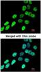 Heterogeneous Nuclear Ribonucleoprotein F antibody, NBP1-33607, Novus Biologicals, Immunocytochemistry image 