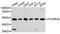 CD16 antibody, STJ111089, St John