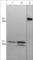 Cell Division Cycle 42 antibody, CM4301, ECM Biosciences, Western Blot image 