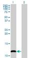 Cytochrome C Oxidase Subunit 6B1 antibody, H00001340-M02, Novus Biologicals, Western Blot image 