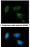 ATP synthase subunit b, mitochondrial antibody, PA5-27826, Invitrogen Antibodies, Immunofluorescence image 