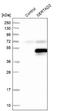 SERTA Domain Containing 2 antibody, NBP1-81541, Novus Biologicals, Western Blot image 