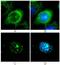 Lamin B1 antibody, ab8982, Abcam, Immunocytochemistry image 