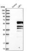 Lymphoid Enhancer Binding Factor 1 antibody, NBP1-86960, Novus Biologicals, Western Blot image 