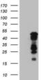Basic Helix-Loop-Helix Family Member E41 antibody, LS-C339849, Lifespan Biosciences, Western Blot image 