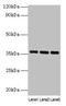 Apolipoprotein E antibody, LS-C285452, Lifespan Biosciences, Western Blot image 