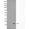 Stathmin 1 antibody, orb228073, Biorbyt, Western Blot image 