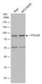 Tubulin Tyrosine Ligase Like 12 antibody, GTX120613, GeneTex, Western Blot image 