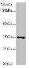 Mediator Complex Subunit 27 antibody, MBS7000131, MyBioSource, Western Blot image 
