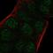 Aryl Hydrocarbon Receptor Nuclear Translocator 2 antibody, PA5-51504, Invitrogen Antibodies, Immunofluorescence image 