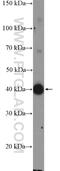 Rho GTPase Activating Protein 39 antibody, 10024-2-AP, Proteintech Group, Western Blot image 