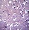 Dynactin Subunit 4 antibody, LS-C167307, Lifespan Biosciences, Immunohistochemistry paraffin image 