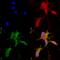 Calcium Voltage-Gated Channel Subunit Alpha1 H antibody, 11505, QED Bioscience, Immunocytochemistry image 