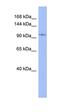 Potassium Voltage-Gated Channel Subfamily J Member 1 antibody, orb324605, Biorbyt, Western Blot image 