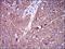 Calmegin antibody, NBP2-37348, Novus Biologicals, Immunohistochemistry frozen image 