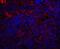 Quiescin Sulfhydryl Oxidase 1 antibody, A04549, Boster Biological Technology, Immunofluorescence image 