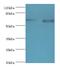 Amyloid Beta Precursor Protein Binding Family B Member 1 Interacting Protein antibody, MBS1493100, MyBioSource, Western Blot image 