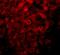 Lysine Demethylase 3B antibody, A08117, Boster Biological Technology, Immunofluorescence image 