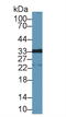 Galectin 12 antibody, LS-C721164, Lifespan Biosciences, Western Blot image 