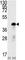 SRY-Box 2 antibody, F47909-0.4ML, NSJ Bioreagents, Western Blot image 