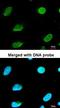 Protein Kinase AMP-Activated Non-Catalytic Subunit Gamma 2 antibody, orb69809, Biorbyt, Immunofluorescence image 