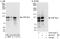 CWF19 Like Cell Cycle Control Factor 2 antibody, A303-322A, Bethyl Labs, Immunoprecipitation image 