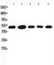 ST13 Hsp70 Interacting Protein antibody, PA1935, Boster Biological Technology, Western Blot image 
