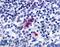 Purinergic Receptor P2Y13 antibody, LS-A4853, Lifespan Biosciences, Immunohistochemistry paraffin image 