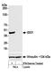 Indoleamine 2,3-Dioxygenase 1 antibody, A700-040, Bethyl Labs, Western Blot image 