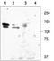 Potassium Voltage-Gated Channel Subfamily H Member 1 antibody, TA328966, Origene, Western Blot image 